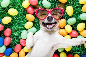 best dog kennel in dubai