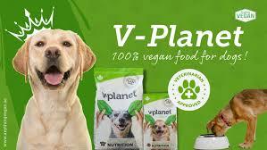 Best dog food to stop itching at home